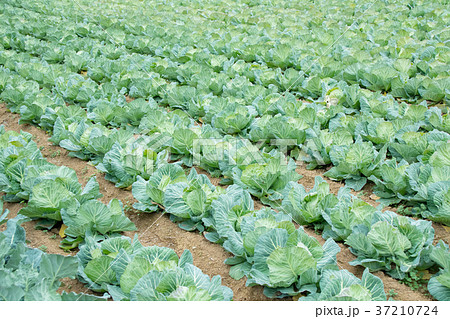 キャベツ　野菜　きゃべつ　農家　農業　TPP　葉物野菜 37210724