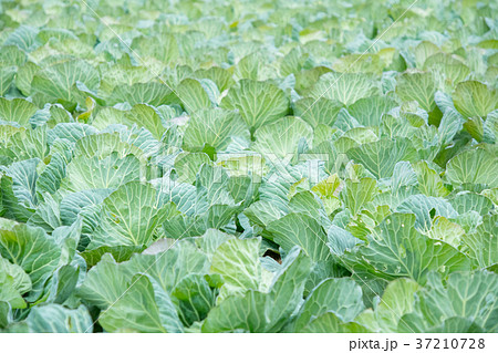 キャベツ 野菜 きゃべつ 農家 農業 TPP 葉物野菜 キャベツ 野菜 きゃべつ 農家 農業 TPP 葉物野菜 37210728