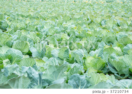 キャベツ　野菜　きゃべつ　農家　農業　TPP　葉物野菜 37210734