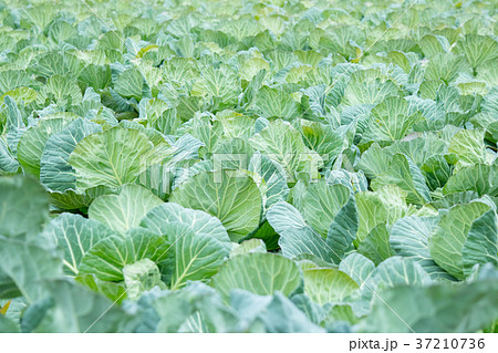 キャベツ　野菜　きゃべつ　農家　農業　TPP　葉物野菜 37210736