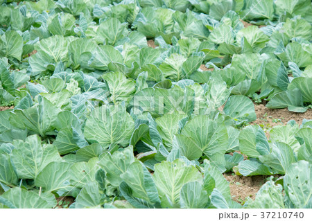 キャベツ　野菜　きゃべつ　農家　農業　TPP　葉物野菜 37210740