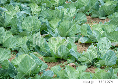 キャベツ　野菜　きゃべつ　農家　農業　TPP　葉物野菜 37210741