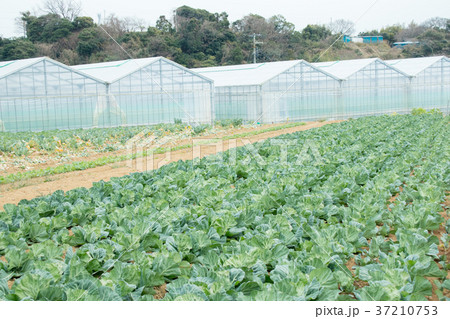 キャベツ 野菜 きゃべつ 農家 農業 TPP 葉物野菜 キャベツ 野菜 きゃべつ 農家 農業 TPP 葉物野菜 37210753