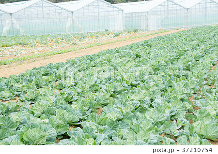 キャベツ 野菜 きゃべつ 農家 農業 TPP 葉物野菜 キャベツ 野菜 きゃべつ 農家 農業 TPP 葉物野菜 37210754