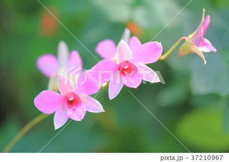 小さいランの花の写真素材