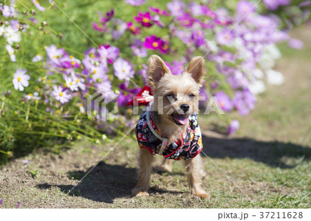 コスモスと犬 37211628
