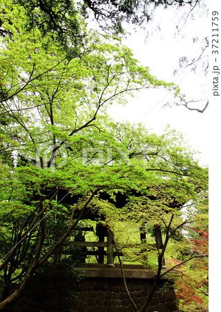 平林寺、鐘楼、新緑、四月、半僧坊大祭、 平林寺、鐘楼、新緑、四月、半僧坊大祭、 37211759