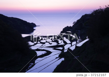 夕暮れの棚田 夕暮れの棚田 37212107