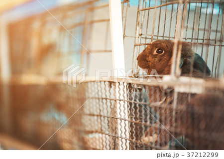 Sad imprisoned rabbit behind metal bar. 37212299