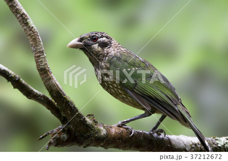 ネコドリ Green Catbird 37212672