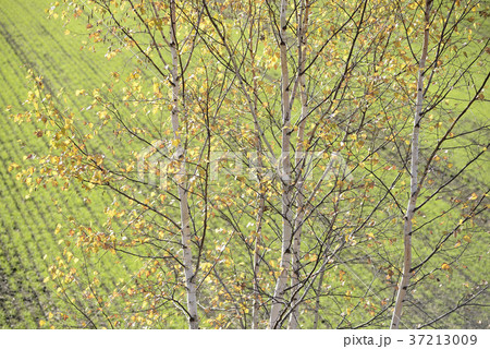 紅葉したシラカバの木 37213009