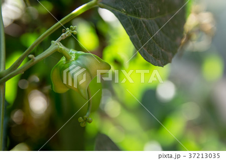 Fresh sacha inchi or Inca nuts on tree in garden Fresh sacha inchi or Inca nuts on tree in garden 37213035