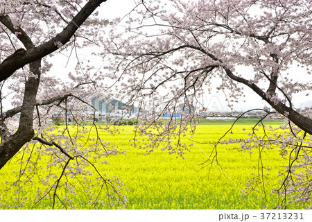 桜と菜の花 桜と菜の花 37213231