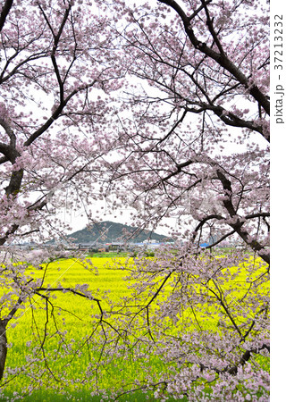 桜と菜の花 桜と菜の花 37213232