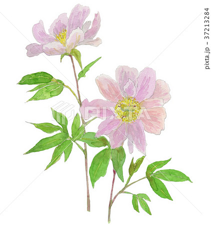 シャクヤクの花 Paeonia Lactifloraのイラスト素材