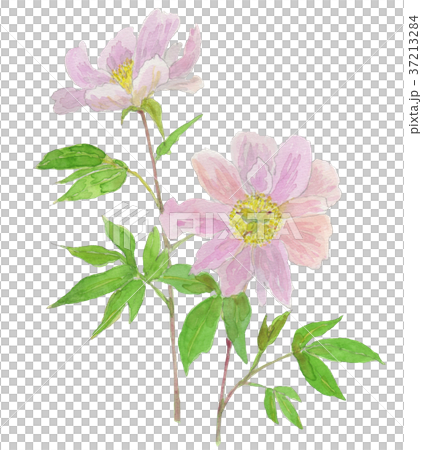 シャクヤクの花 Paeonia lactiflora シャクヤクの花 Paeonia lactiflora 37213284