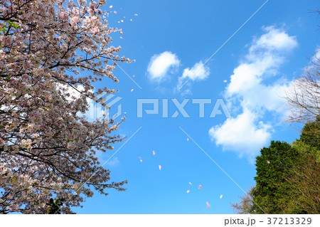 青空に舞う桜の花びら 青空に舞う桜の花びら 37213329