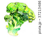 ブロッコリー 37213486