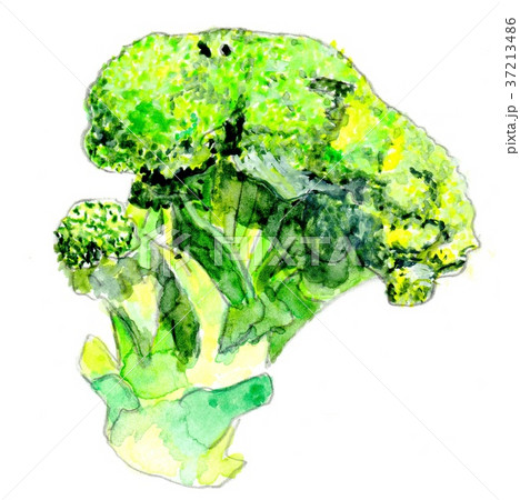 ブロッコリー 37213486
