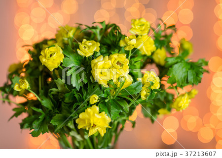 Pink persian buttercup flowers. Curly peony 37213607