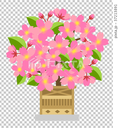 Cherry blossom image 37213891