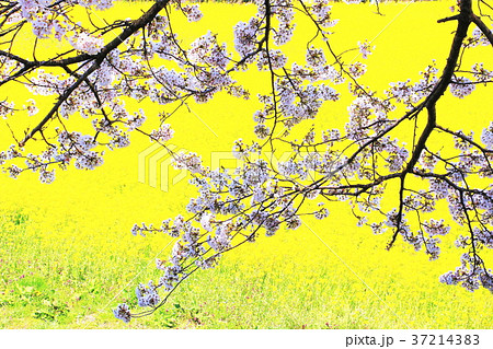 菜の花と染井吉野 菜の花と染井吉野 37214383