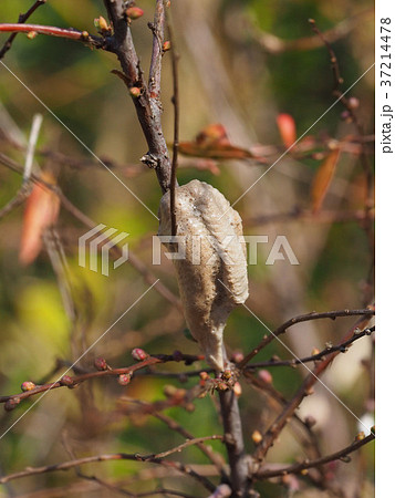 チョウセンカマキリの卵 37214478