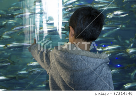 魚を観察 男の子 水族館 大洗アクアワールド 魚を観察 男の子 水族館 大洗アクアワールド 37214546