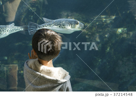 魚を観察 男の子 水族館 大洗アクアワールド 魚を観察 男の子 水族館 大洗アクアワールド 37214548