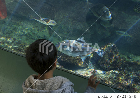 魚を観察 男の子 水族館 大洗アクアワールド 魚を観察 男の子 水族館 大洗アクアワールド 37214549