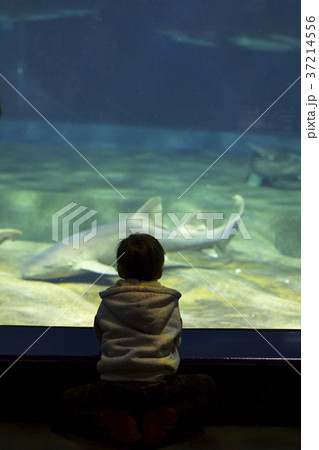 サメ 魚を観察 男の子 水族館 大洗アクアワールド サメ 魚を観察 男の子 水族館 大洗アクアワールド 37214556