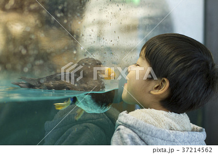 エトピリカ　男の子　水族館　大洗アクアワールド 37214562
