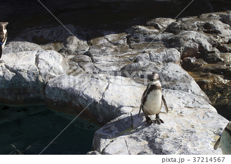 ペンギン 水族館 大洗アクアワールド ペンギン 水族館 大洗アクアワールド 37214567