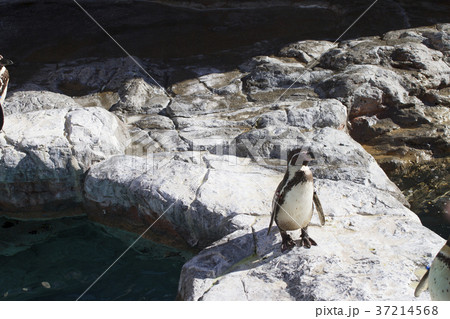 ペンギン 水族館 大洗アクアワールド ペンギン 水族館 大洗アクアワールド 37214568