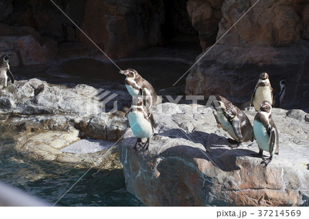 ペンギン 水族館 大洗アクアワールド ペンギン 水族館 大洗アクアワールド 37214569