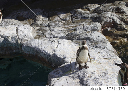 ペンギン 水族館 大洗アクアワールド ペンギン 水族館 大洗アクアワールド 37214570