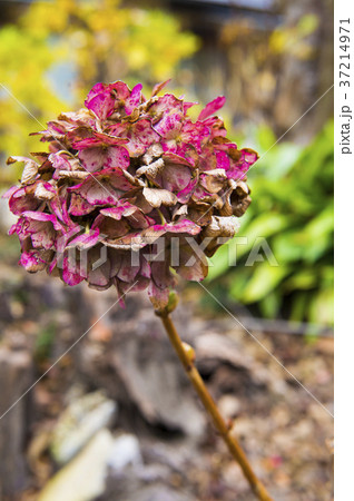 枯れたアジサイ 37214971