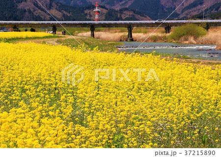 満開の菜の花畑 満開の菜の花畑 37215890