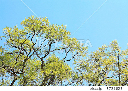 新緑の若葉と快晴の青空 37216234