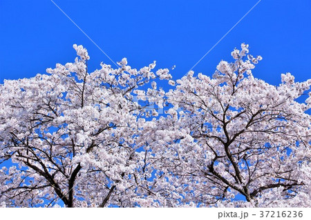 満開のソメイヨシノ 満開のソメイヨシノ 37216236