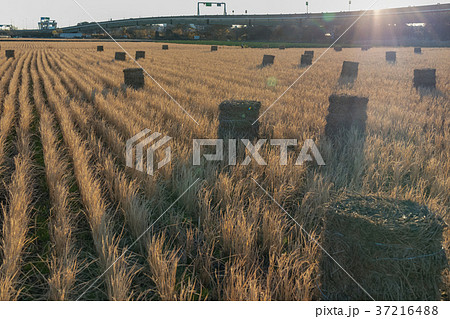 埼玉県　見沼田んぼ　稲刈り後のロール 37216488