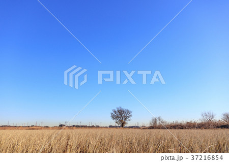 見沼田んぼの風景 田んぼに佇む一本木 見沼田んぼの風景 田んぼに佇む一本木 37216854