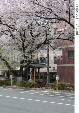 練馬の桜並木 練馬の桜並木 37218031