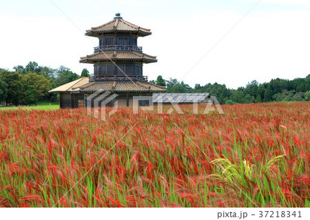 あかまい 赤米 麴池城の写真素材