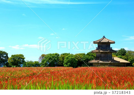 あかまい　赤米　麴池城 37218343