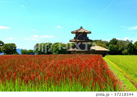 あかまい　赤米　麴池城 37218344
