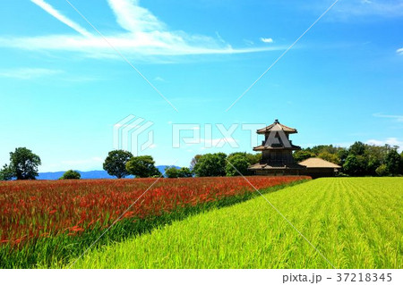 あかまい 赤米 麴池城の写真素材