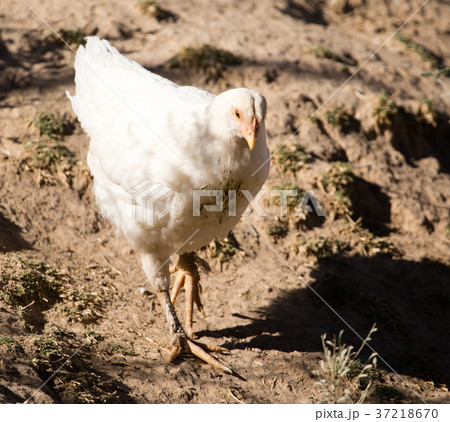 Chicken for a walk on the farm Chicken for a walk on the farm 37218670