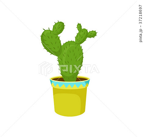 Opuntia cactus in a pot, home plant in a flowerpot 37218697
