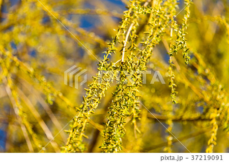 yellow flowers on willow branches in nature 37219091